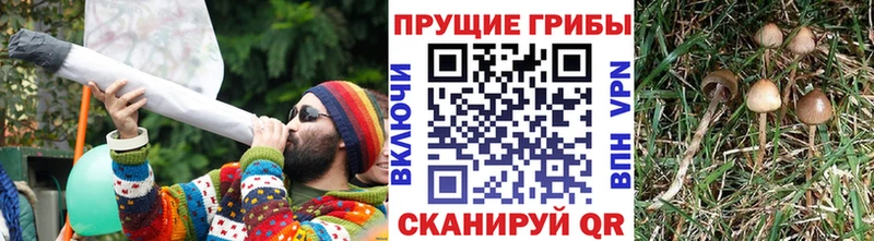 хочу   Североуральск  это наркотические препараты  Псилоцибиновые грибы Cubensis  ОМГ ОМГ зеркало 